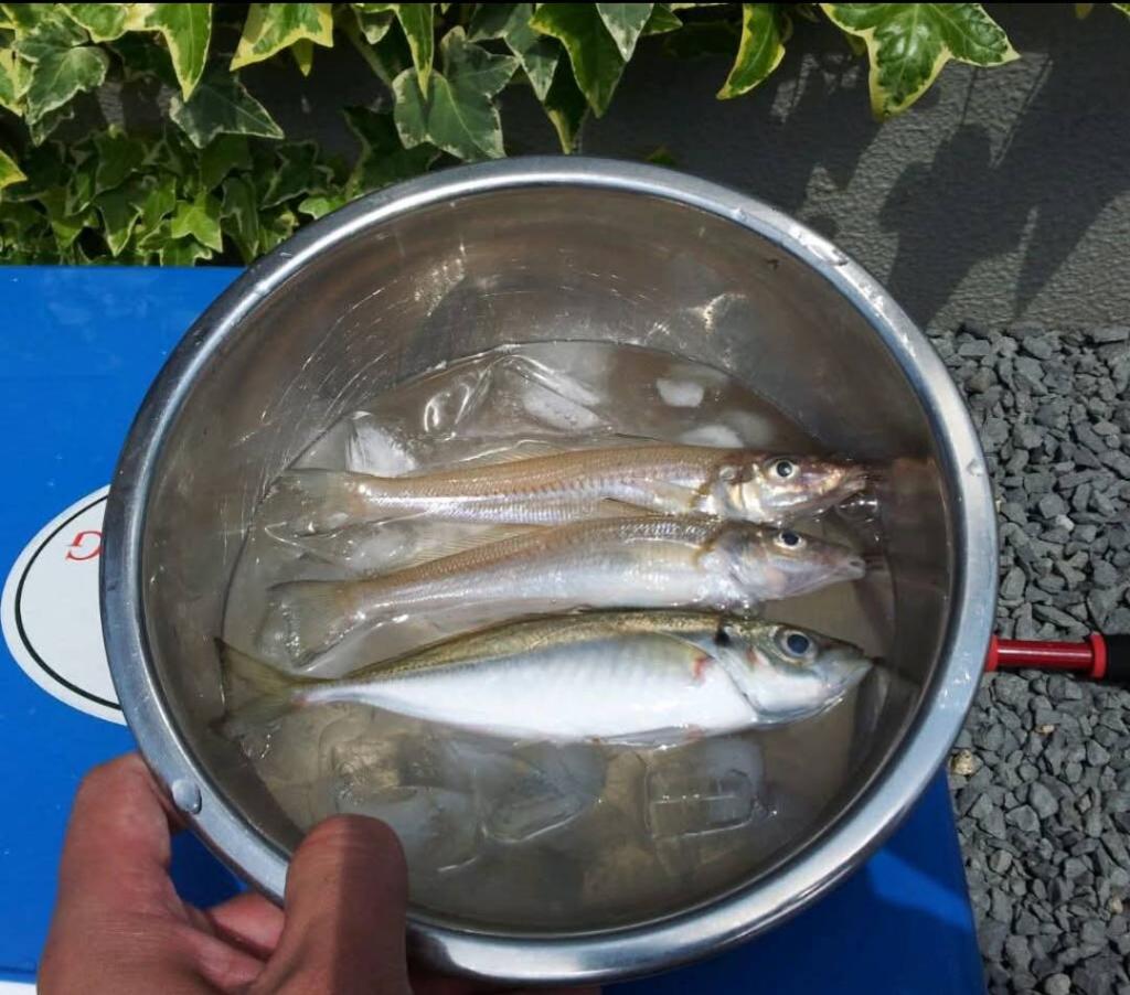 魚群探知機を使ってもボウズからの、復活の89センチ