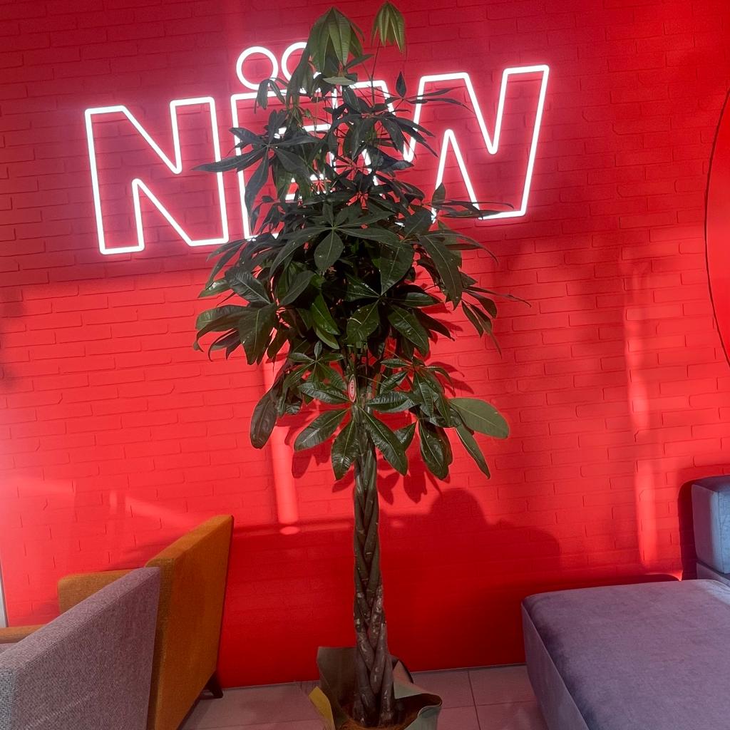 「パキラ」の花言葉