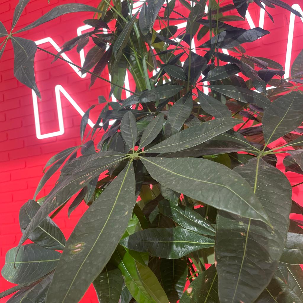 「パキラ」の花言葉