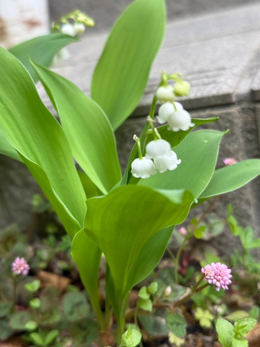 フランスでは、、、