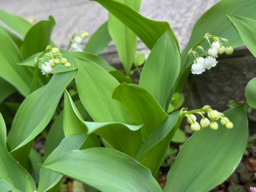 フランスでは、、、