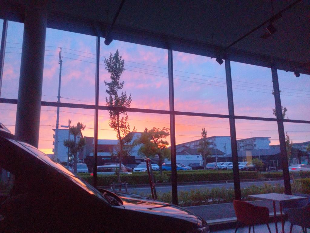 ビーナスベルト🦩