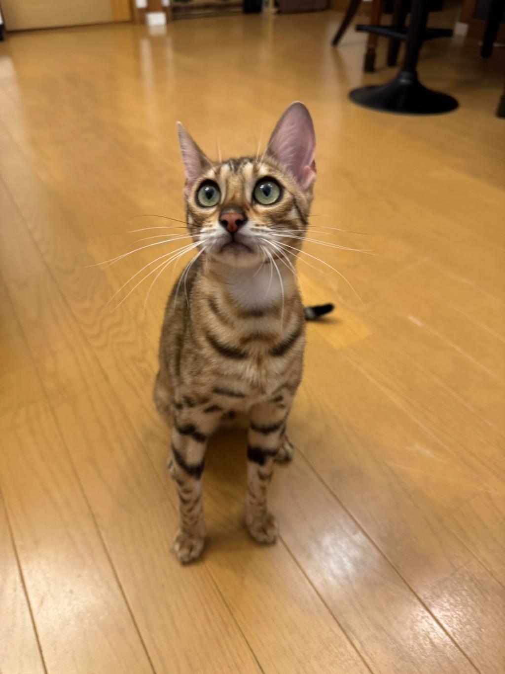 家族紹介🐱