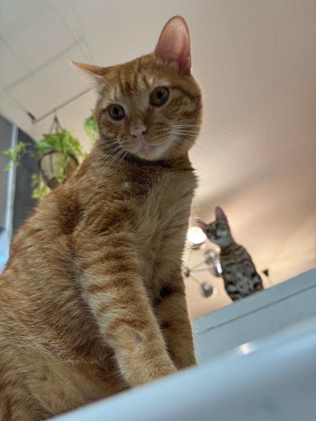家族紹介🐱