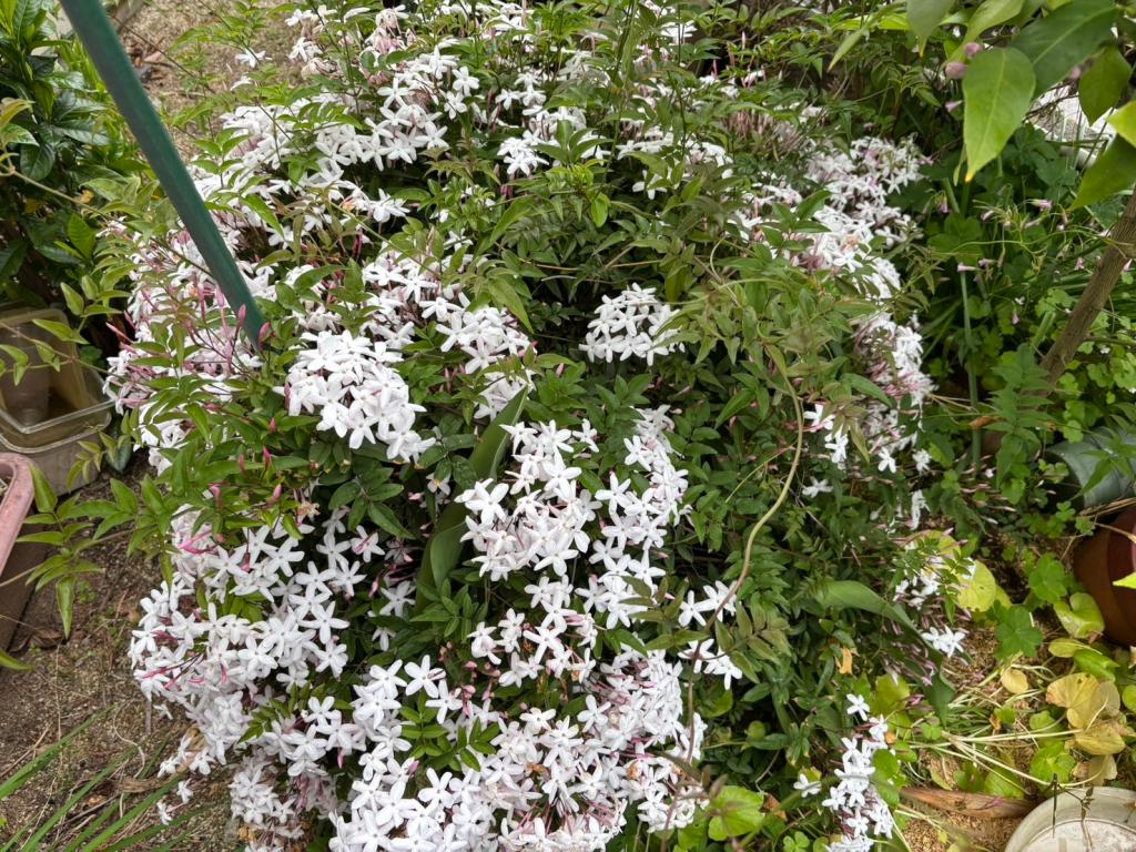 ９月も半月が経ちました