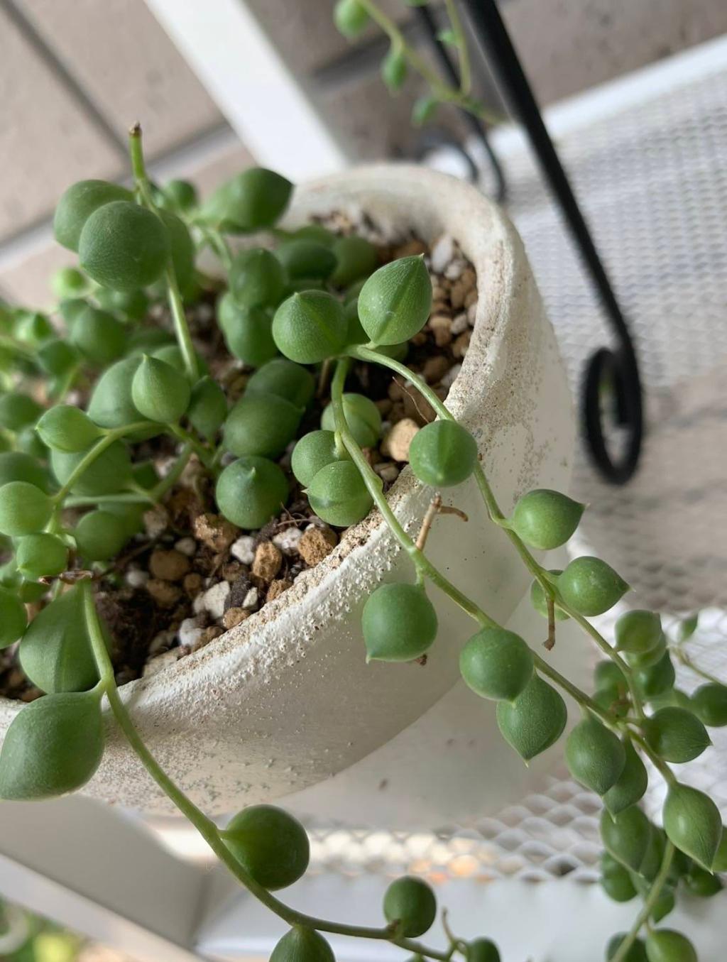 グリーンネックレス🫛