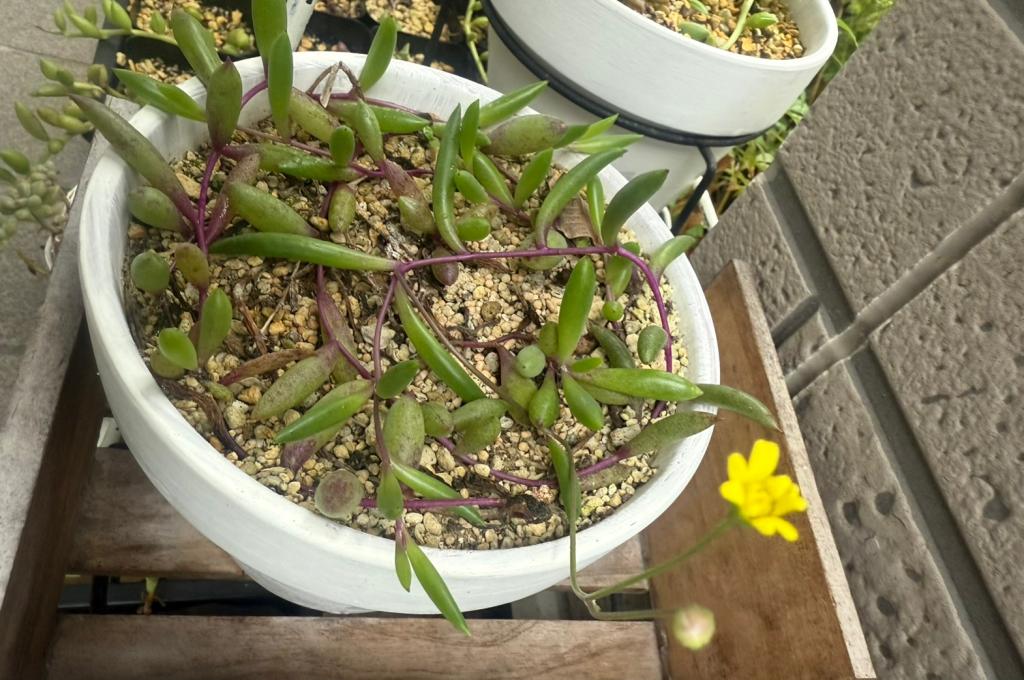 ルビーネックレス🌼