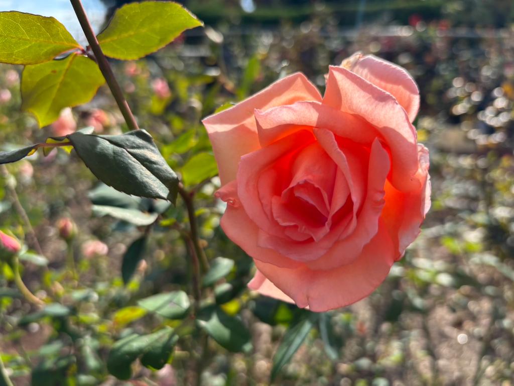 今日から１２月です