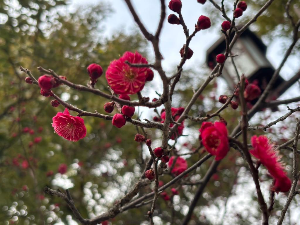 ２月も半月が経ちました