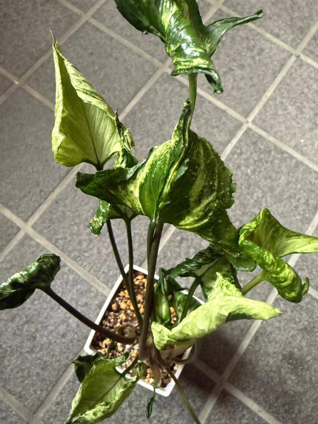 シンゴニューム🌿