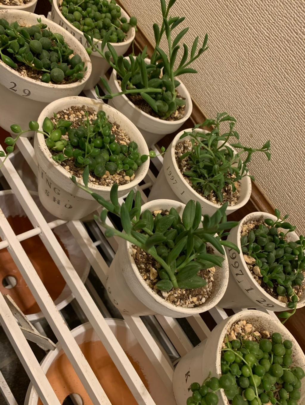 ステンシル植木鉢🪴