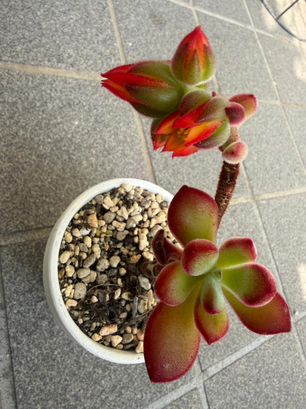 頑張ってます🌱