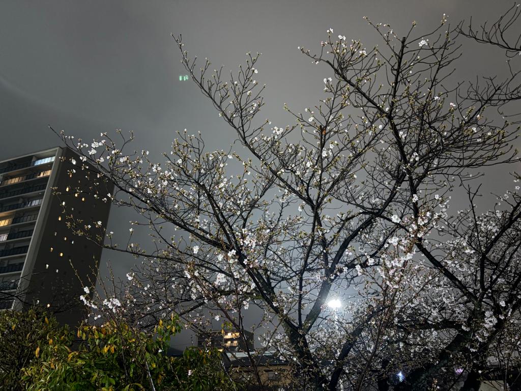夜桜🍃