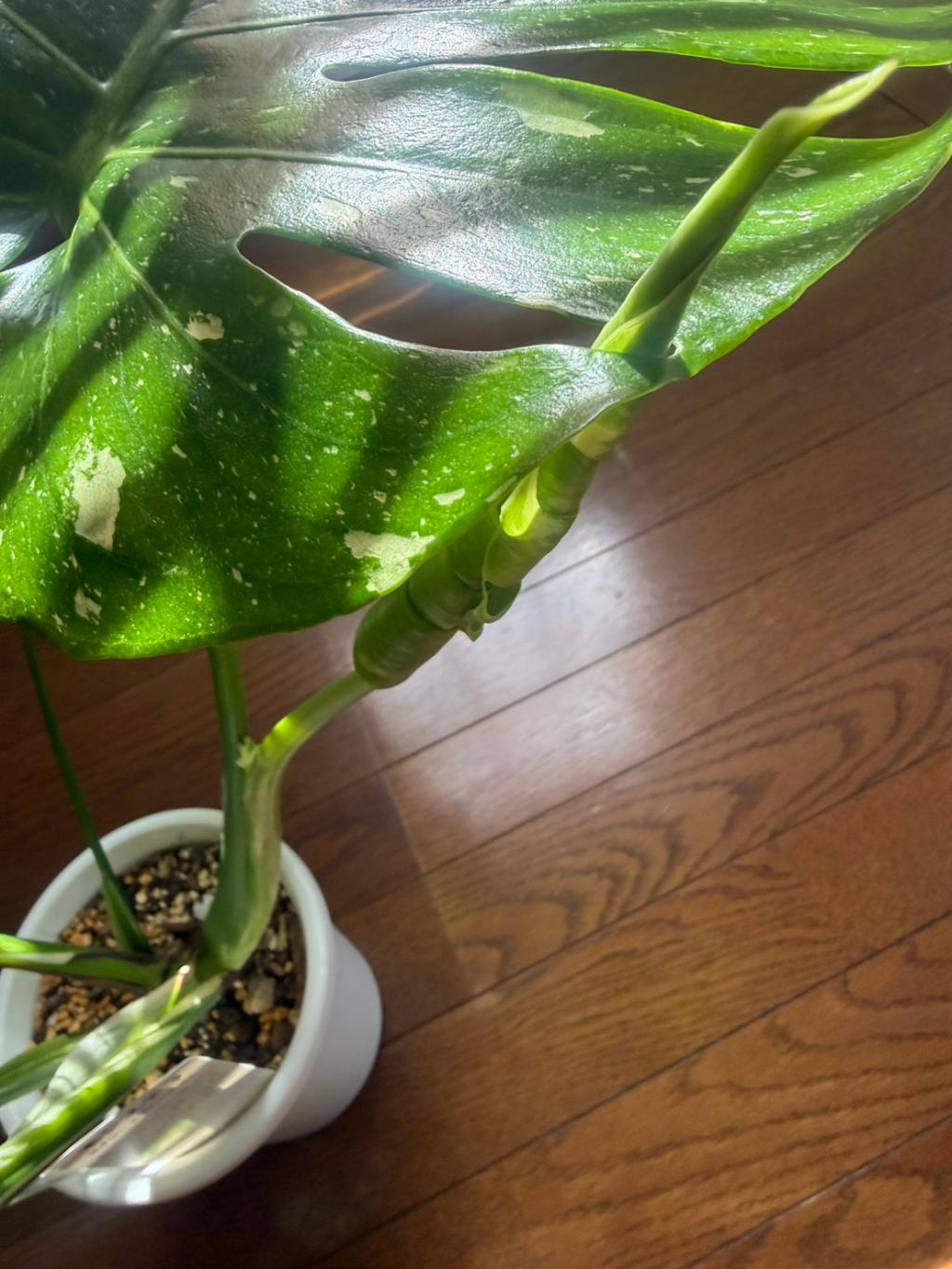 成長期です🌱