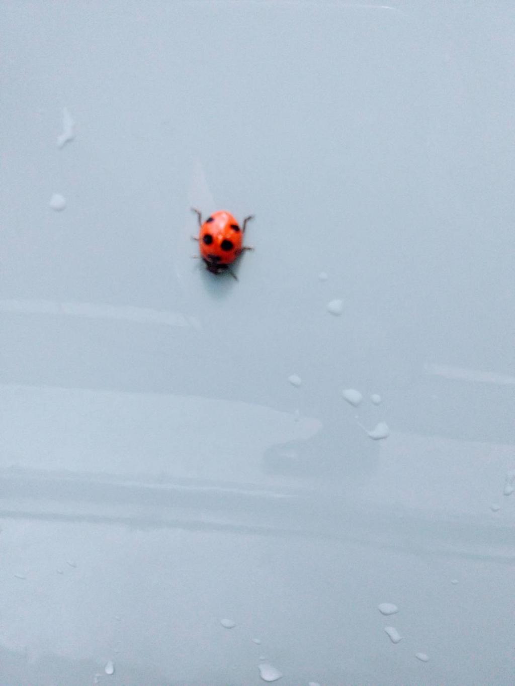 こんなところに🐞