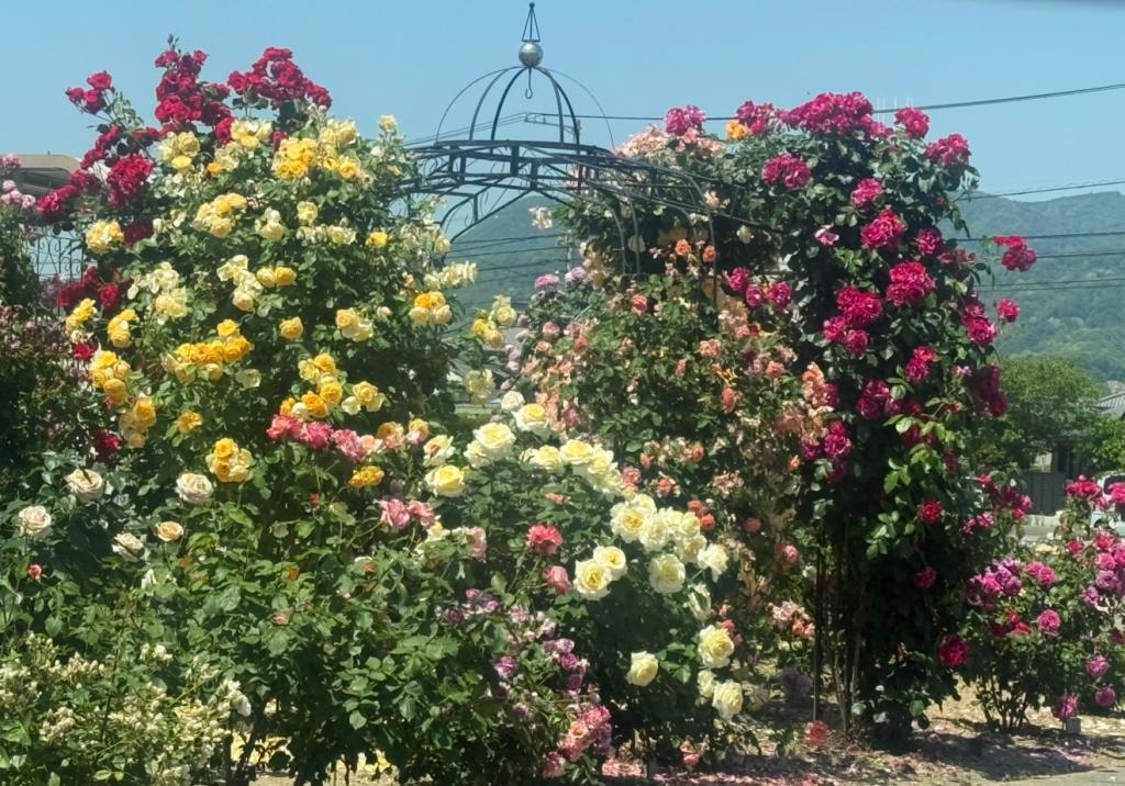 道沿いのバラ🌹