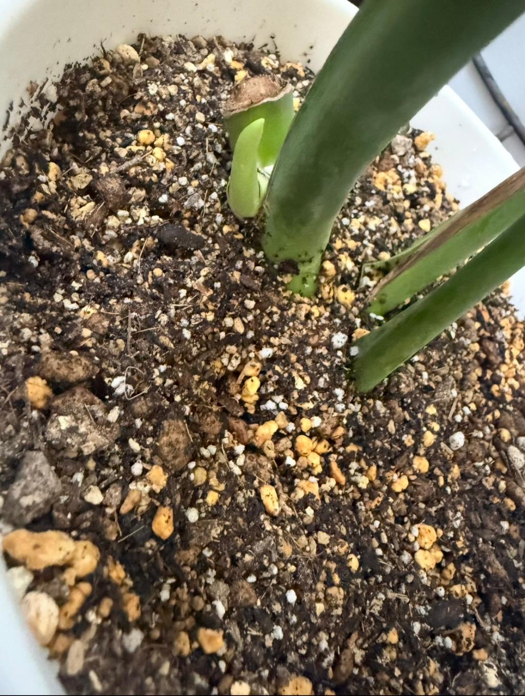 スクスクと🌱