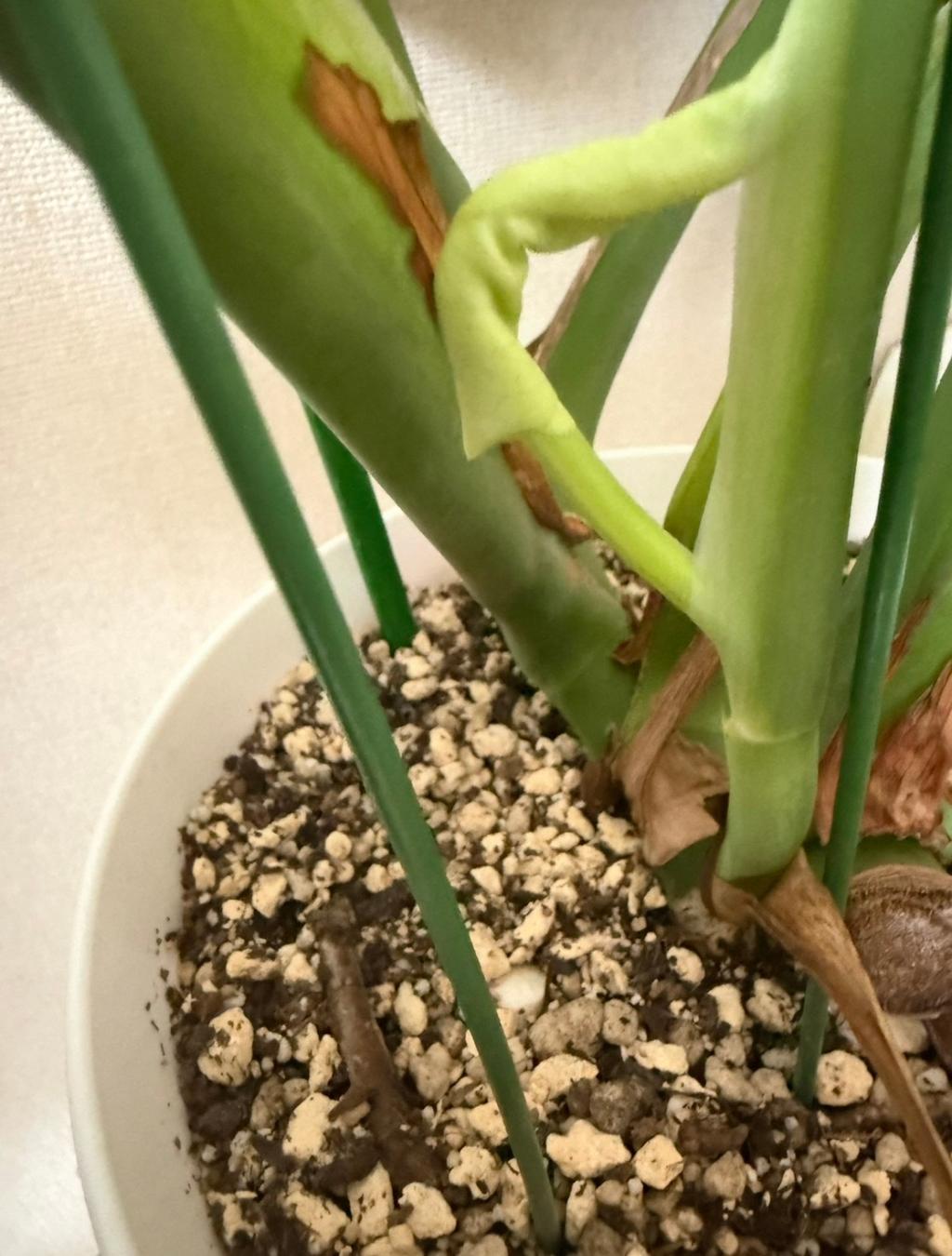 スクスクと🌱