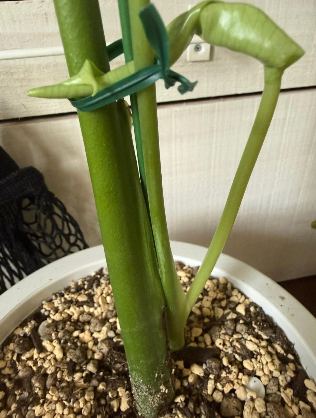 スクスクと🌱