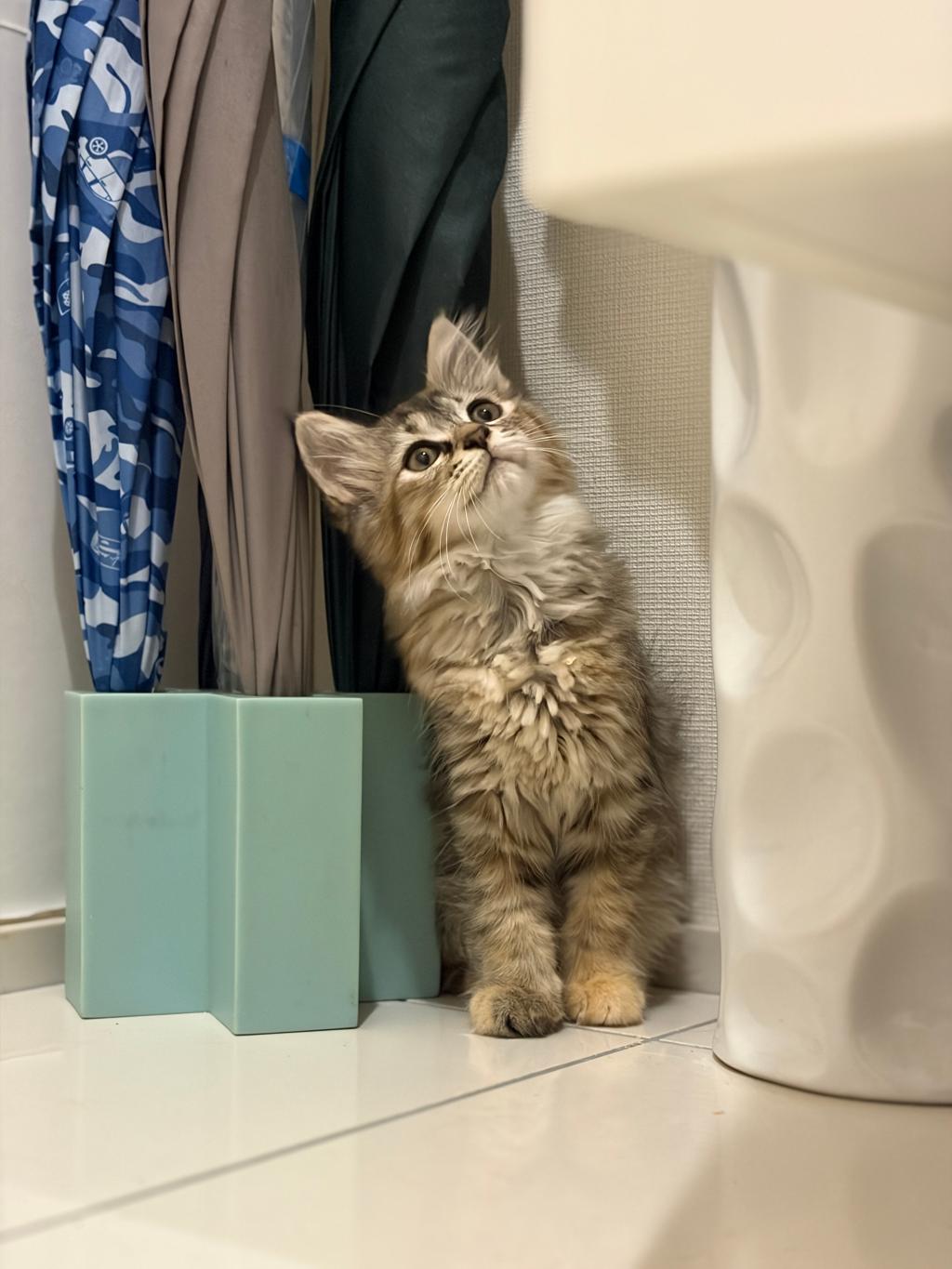 子猫の季節です🐾