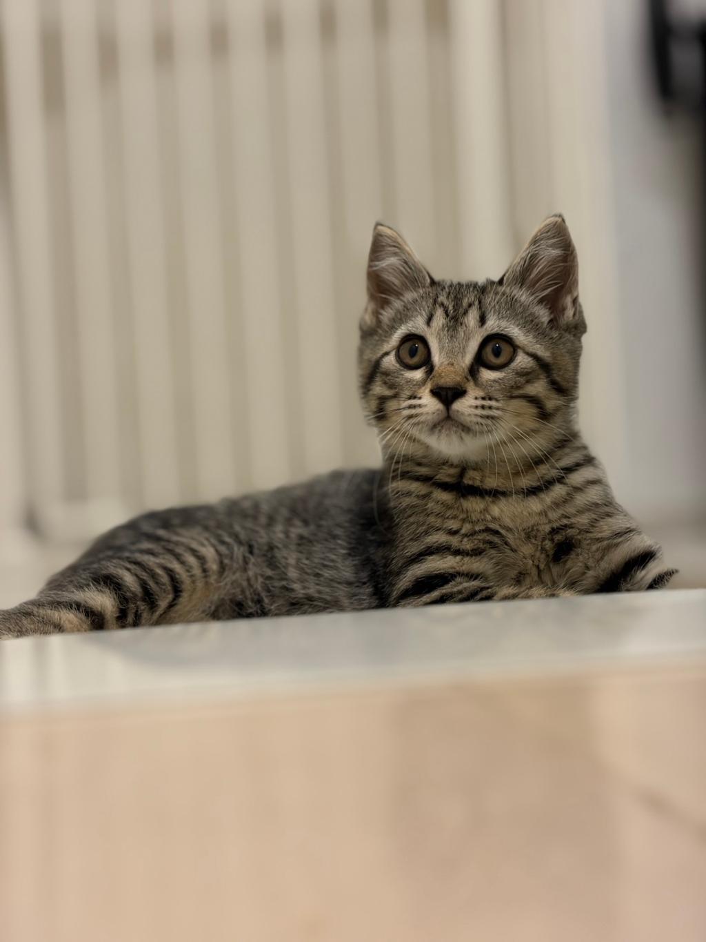 子猫の季節です🐾