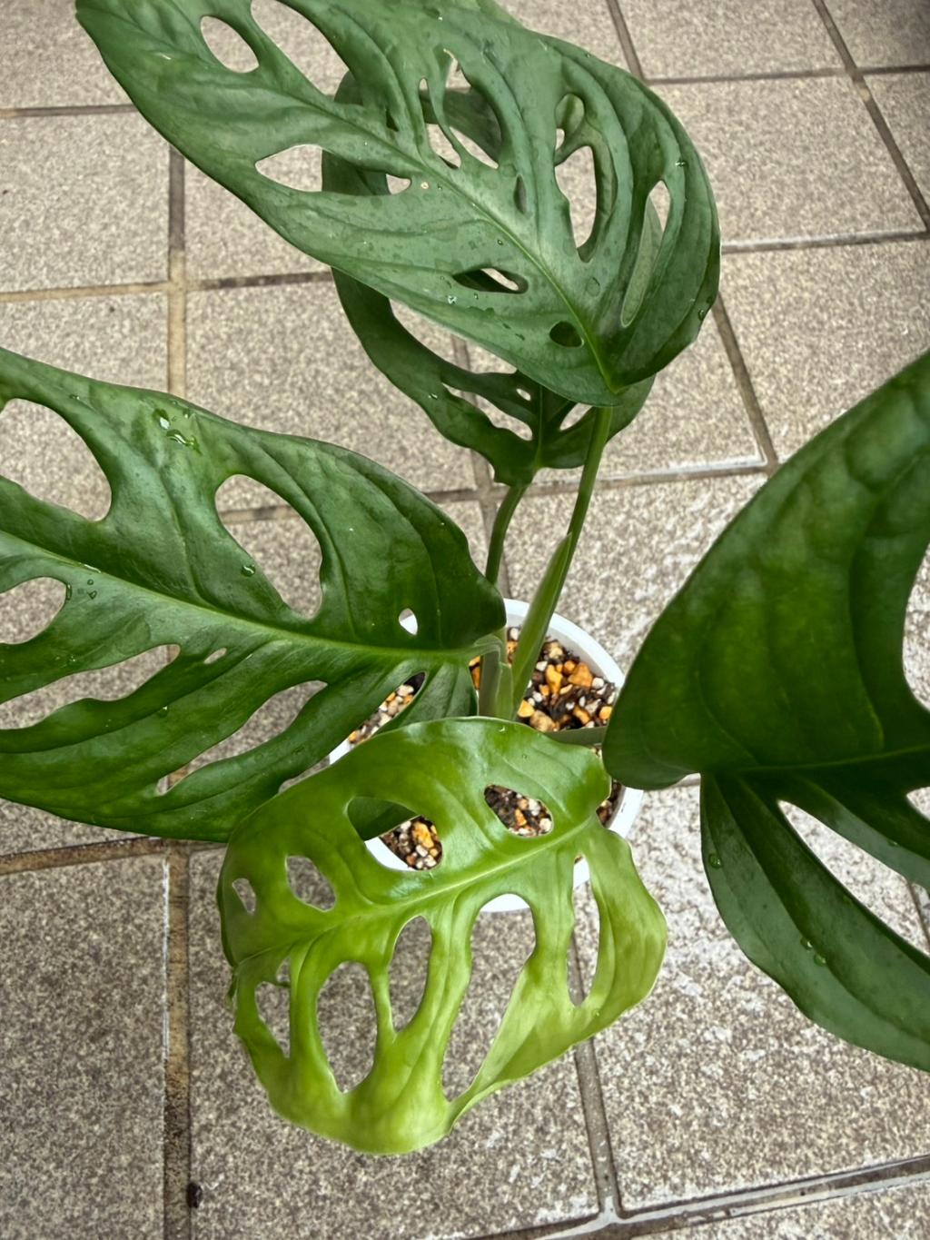 マドカズラ🌿