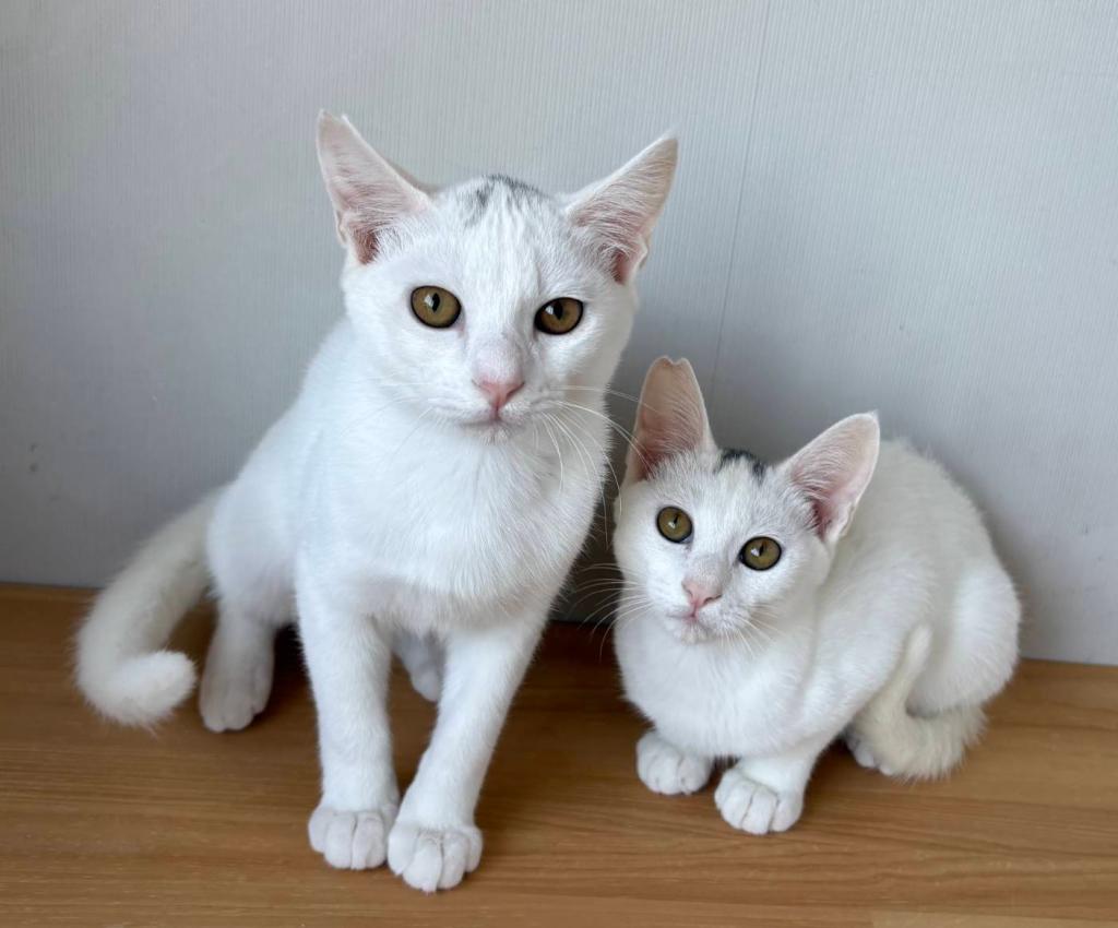 猫🐱